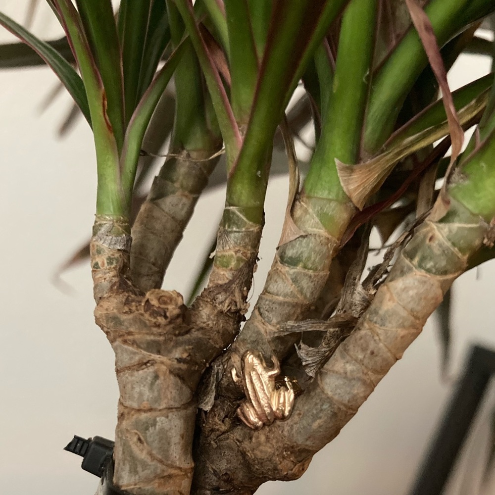 Gold Frog Stud Earring - image 3